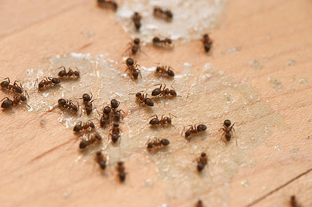 Best Pest Control Near Me  in Tri Lakes, IN